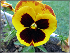 foto Fiori